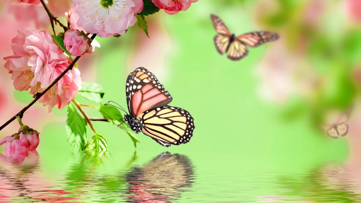 A Danaid monarch on an almond branch
