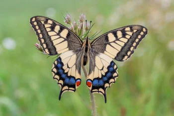 a swallowtail butterfly on a flower, swallowtail, butterflies, insects, animals, fauna