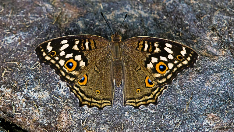 Junonia almana на камені