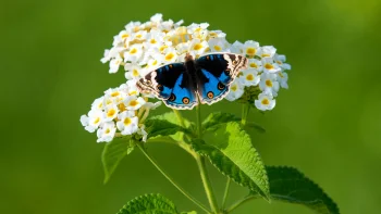 junonia orithya on lantana inflorescences, junonia orithya, butterflies, flowers, insects, animals, fauna