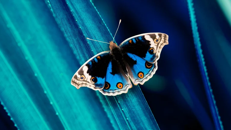 Метелик Junonia orithya