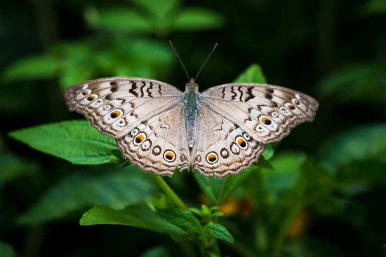 Junonia atlites на листку