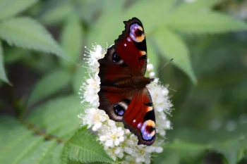 peacock's eye on a spirea inflorescence, peacock's eye, butterflies, flowers, insects, animals, fauna