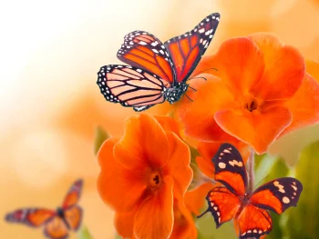 Monarch butterflies on primroses