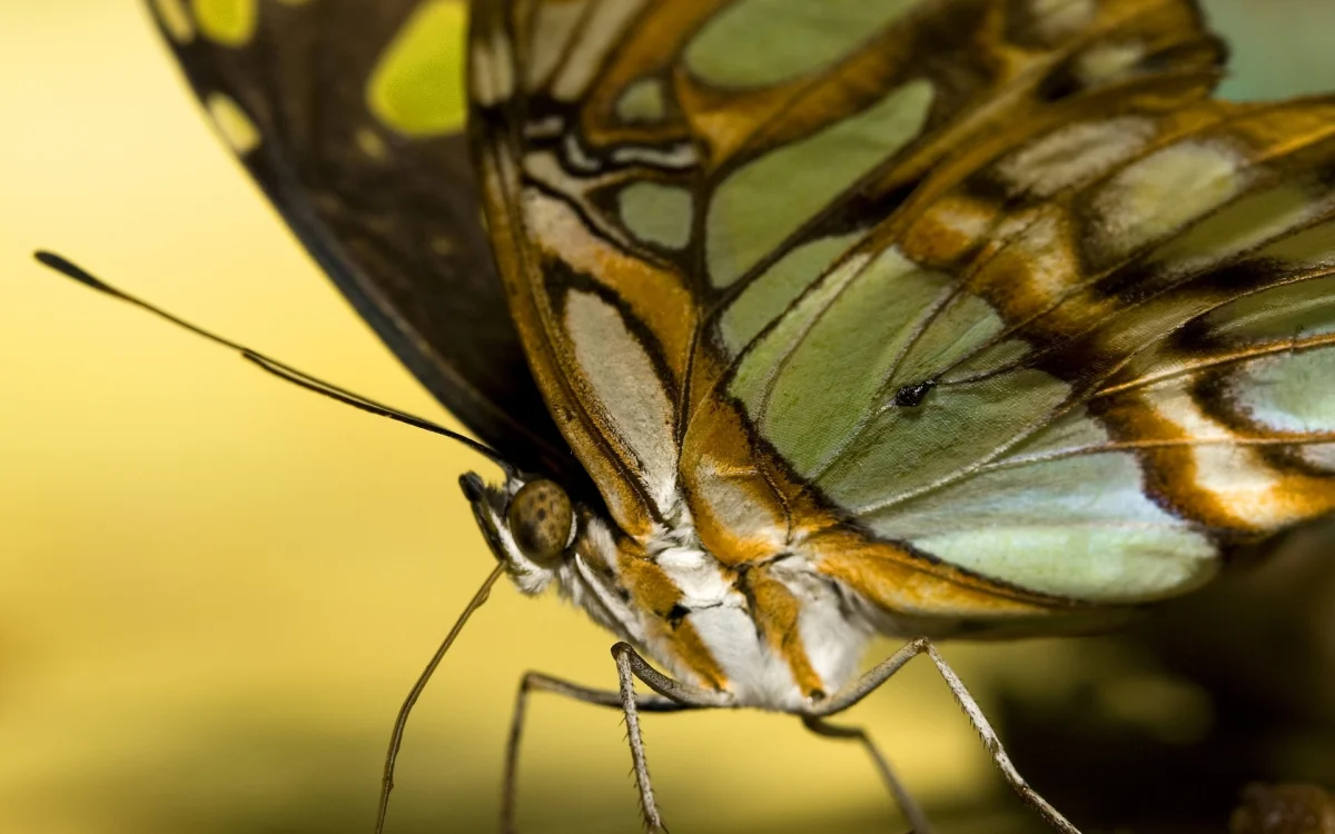sylvia the butterfly, butterflies, insects, animals, fauna