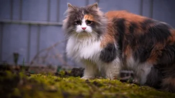 Трехцветная сибирская кошка на фоне серого забора