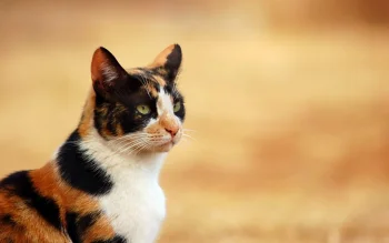 Трехцветная кошка