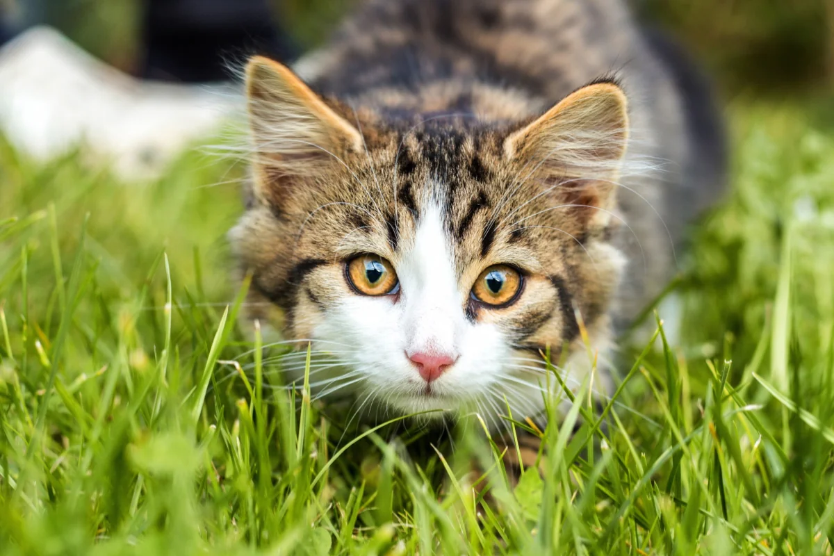 A curious kitten in the thick green grass