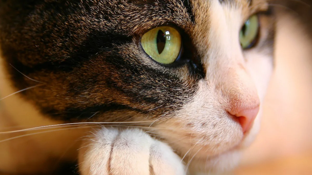 A Look at the European Shorthair