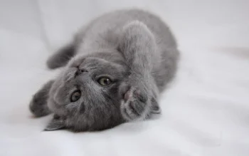 Британский короткошерстный котенок