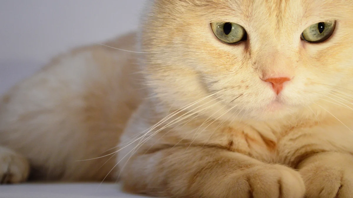 British Shorthair Cat