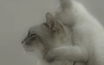 Сиамская кошка и котенок