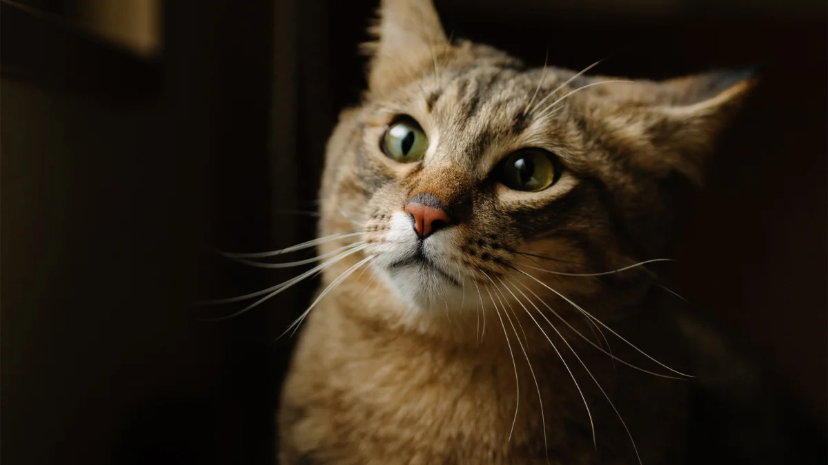 European Shorthair