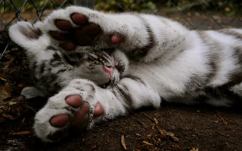 A white tiger cub is resting on the ground by the mesh fence