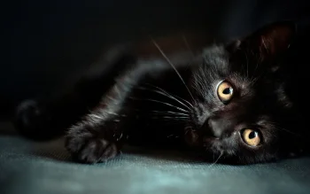 Чорне кошеня