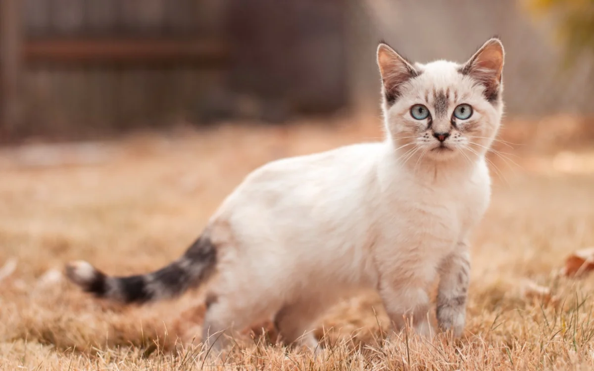 A Thai kitten on a fall lawn