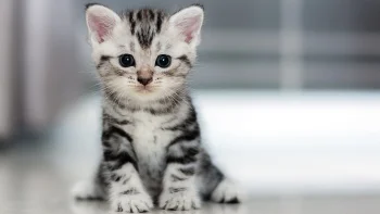 american shorthair cat, cats, cute, kittens, animals, fauna