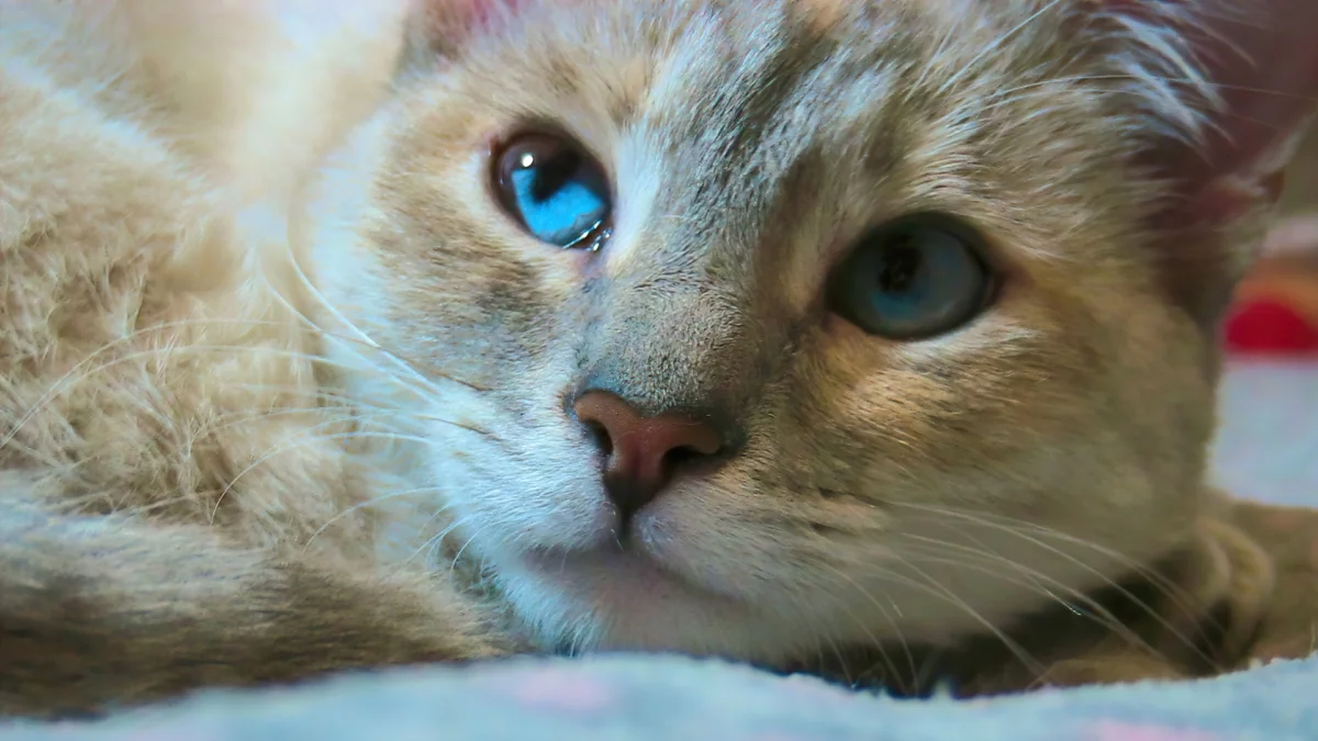 A blue-eyed cat's gaze in soft light