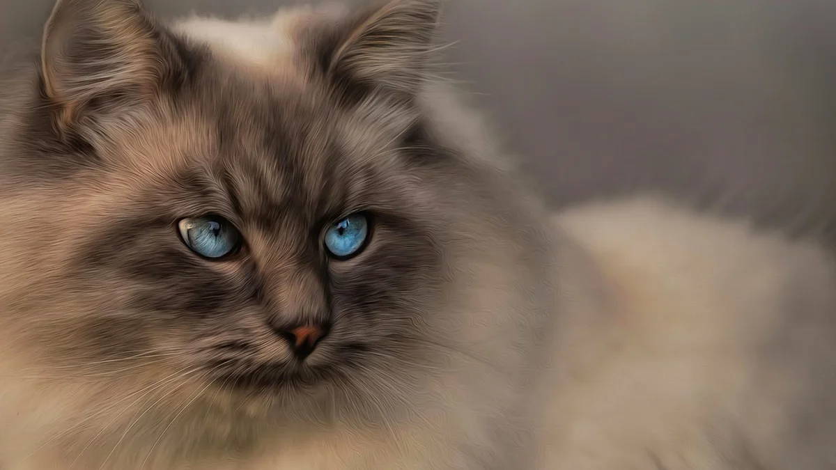 The gaze of a Burmese cat with piercing blue eyes