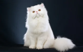 A snow-white Persian cat against a dark background