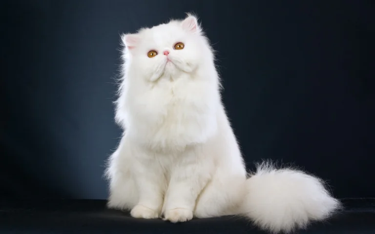 A snow-white Persian cat against a dark background