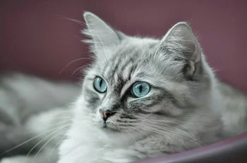 a siberian cat with blue eyes, siberian cat, cats, look, views, glance, macro photography, macro, animals, fauna