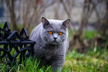 A British Shorthair in the Garden