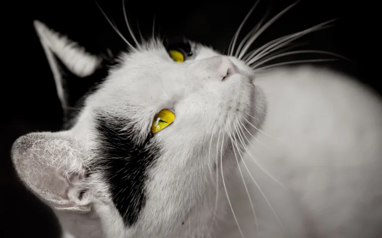 A black-and-white cat with piercing yellow eyes