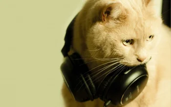a british shorthair is listening to music with sony headphones, cats, headphones, animals, fauna