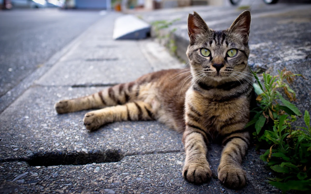 A striped cat is resting on the city sidewalk