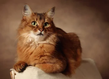 A Somali cat in soft studio lighting