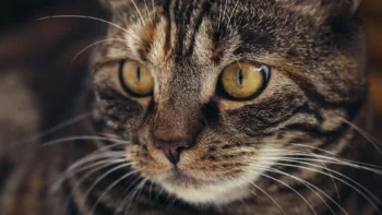 The watchful gaze of a tabby cat