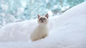 A British Shorthair cat on a snow-covered hillside on a winter day