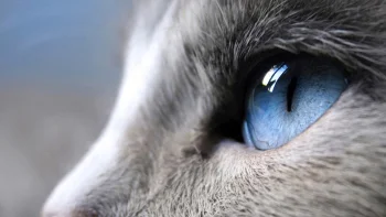 the eyes of the siamese cat, cats, look, views, glance, macro photography, macro, animals, fauna