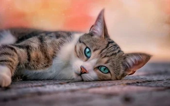 a relaxing tabby, tabby, cats, look, views, glance, animals, fauna