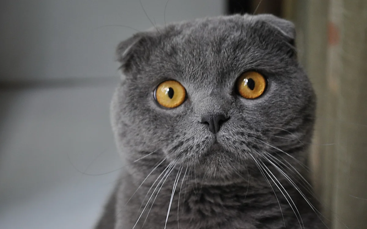 A Scottish Fold at Home