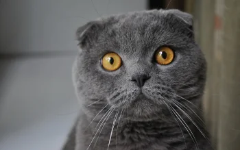 A Scottish Fold at Home