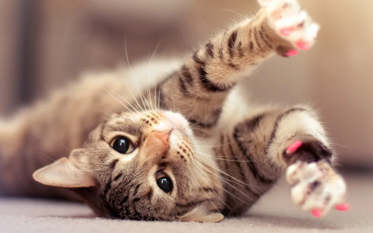 Striped tabby with pink anti-scratch pads