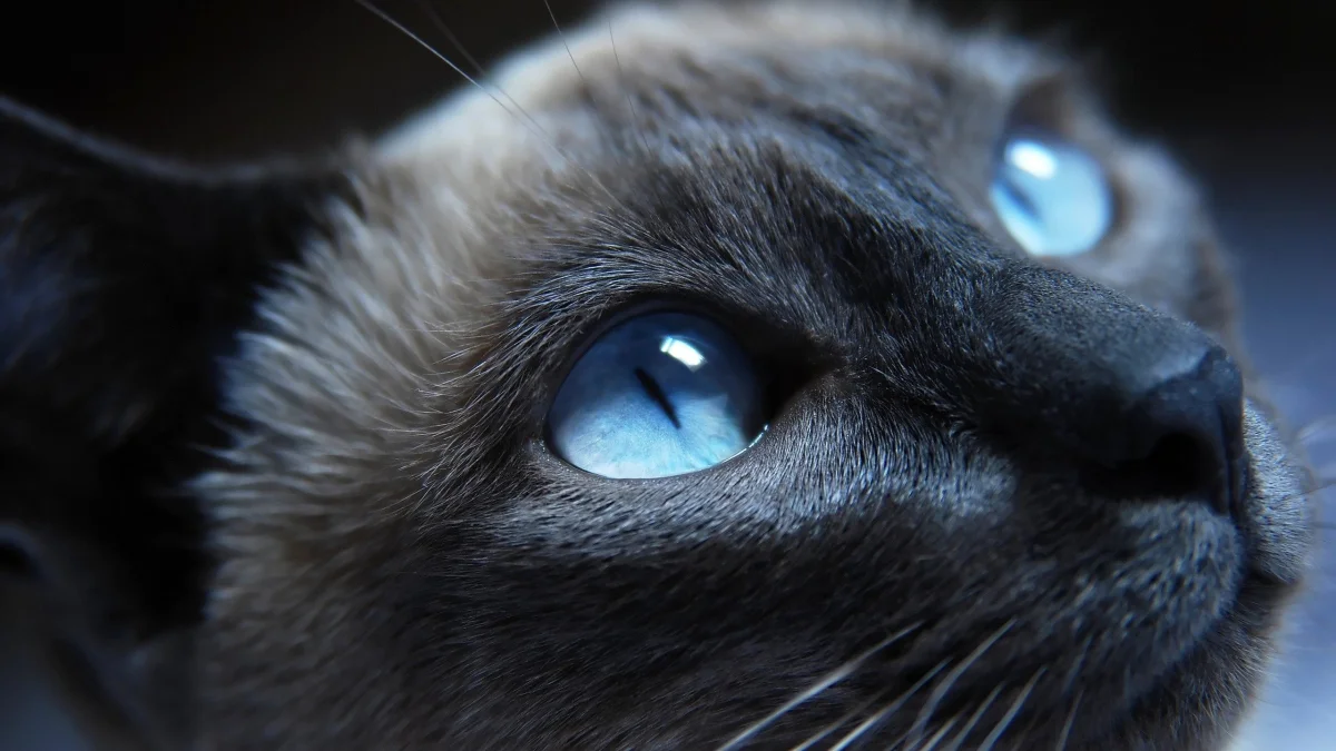 the siamese breed with its piercing gaze, cats, look, views, glance, macro photography, macro, animals, fauna