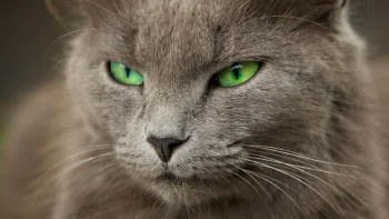 russian blue cat, cats, look, views, glance, macro photography, macro, animals, fauna