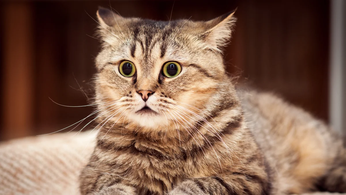 The surprised expression on a British Shorthair cat's face