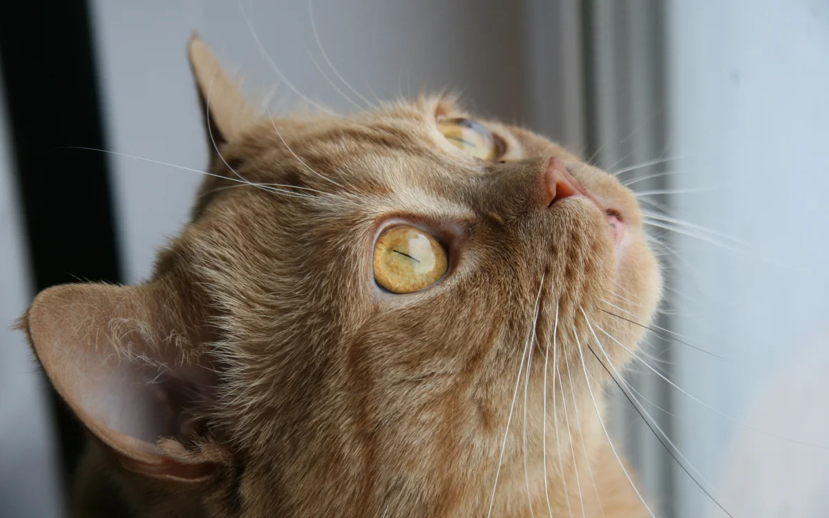 Рыжий британский короткошерстный кот