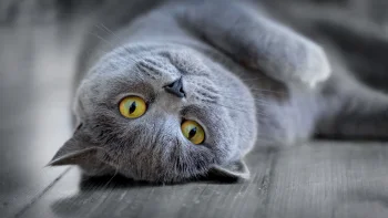 British Shorthair on the floor