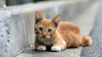 Руде кошеня на бордюрі