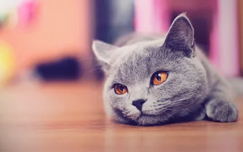 Британская короткошерстная на полу