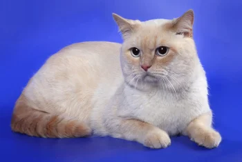 british shorthair on a blue background, british shorthair, cats, animals, fauna