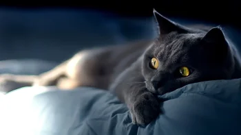 A British Shorthair on the bed