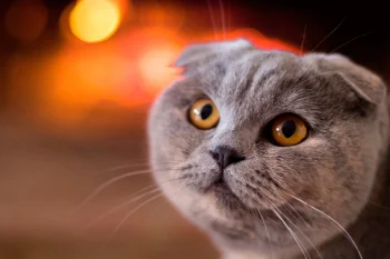 шотландская вислоухая кошка, взгляды, взгляд, кошки, коты, животные, фауна