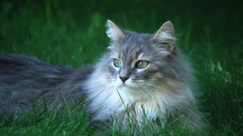 A Siberian cat in the grass