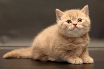 Персиковый котенок британской короткошерстной породы